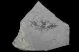 Rare, Pennsylvanian Fossil Cone - Kinney Quarry, NM #80433-1